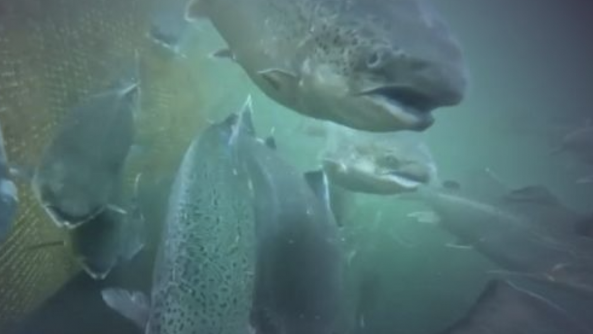 OXZO en “Agua Viva”: El rol del oxígeno en una acuicultura más sostenible